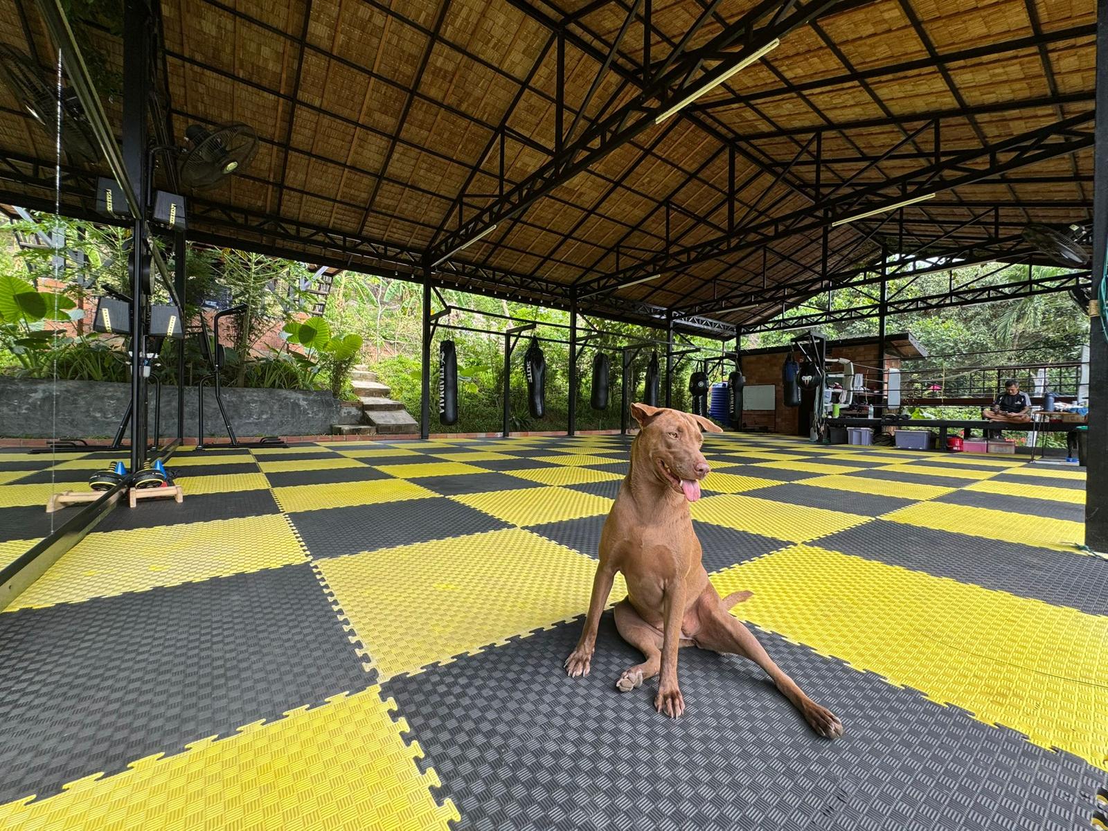 Yod Khao Muaythai — Muay Thai camp in Koh Phangan
